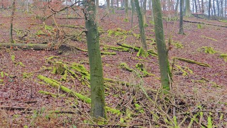 Totholz_im_Wald.jpg